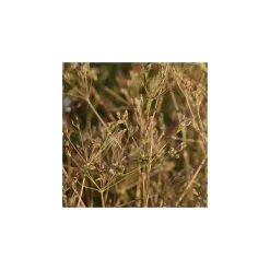 1011-1-kmin-koreny-prirodni.webp