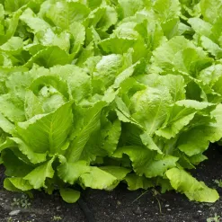 1478-1-salat-rimsky-polni-little-gem.webp