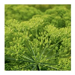 19464-kopr-vonny-bio.webp
