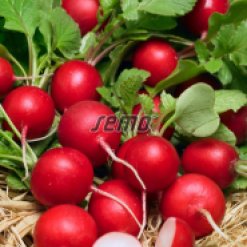 3445-semo-zelenina-redkvicka-kvintara2.jpeg