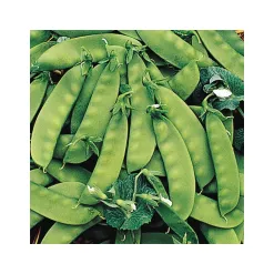 612-hrach-cukrovy-oregon-sugar-pod.webp