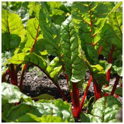 6408-mangold-cerveny-rhubarb-chard.jpeg