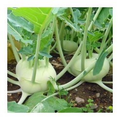 660-1-kohlrabi-early-white-vienna.jpeg