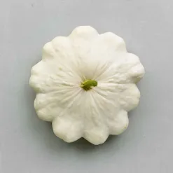 798-patizon-custard-white-bio.webp