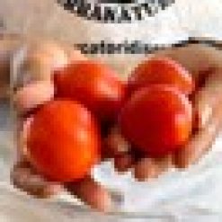Da-Serbo-toskanske-rajce-Bombolino.jpeg