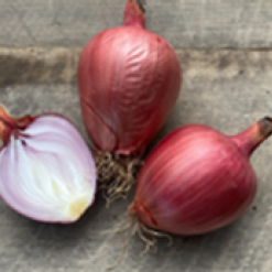 Milanska-medena-cibule.png