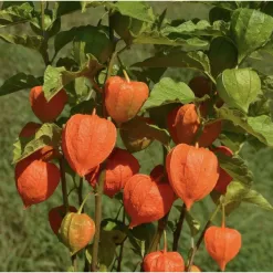 Mochyne-zidovska-tresen-oranzova.webp
