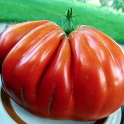 Pomodoro-Pera-Abruzzese.png
