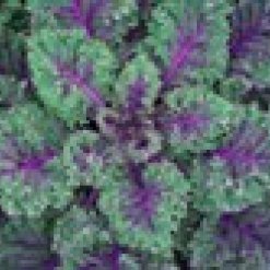 Red-Russian-Kale.jpeg