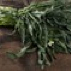 Spigarello-brokolicove-zeli.jpeg