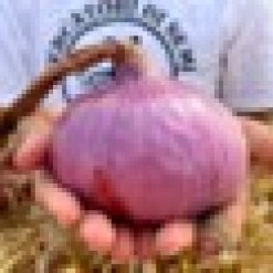 Toskanska-cervena-cibule.jpeg