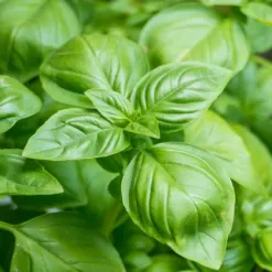bazalka-prava-compact-ocimum-basilicum-semena-bazalky-400-ks.webp