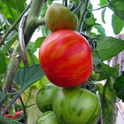 gestreifte-tomate-tigerella-solanum-lycopersicum-samen.webp