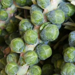 kapusta-ruzickova-casiopea-brassica-oleracea-osivo-kapusty-400-ks.webp