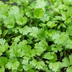 koriandr-sety-coriandrum-sativum-semena-koriandru-100-ks.webp