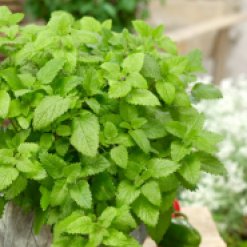 melissa-officinalis.jpeg