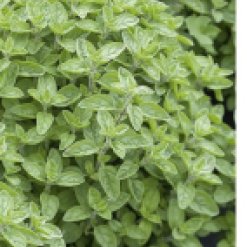 oregano.jpeg