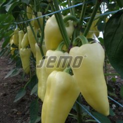 p2528-semo-zelenina-paprika-rocni-superamy-f1-500x500.jpeg