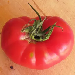 tomate-berner-rose-solanum-lycopersicum-bio-saatgut.webp