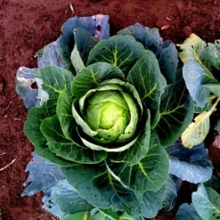 zeli-bile-brunswijker-brassica-oleracea-semena-08-g.webp